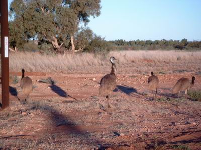 emus.jpg
