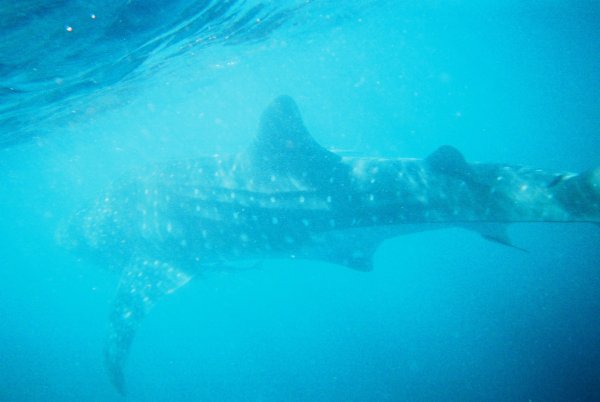 sharky.jpg
