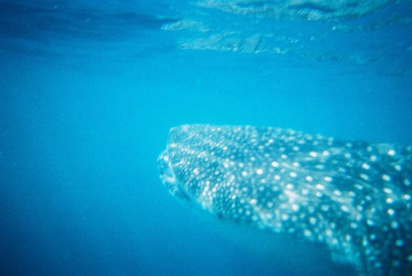 sharky2.jpg
