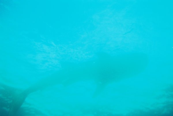 sharky3.jpg