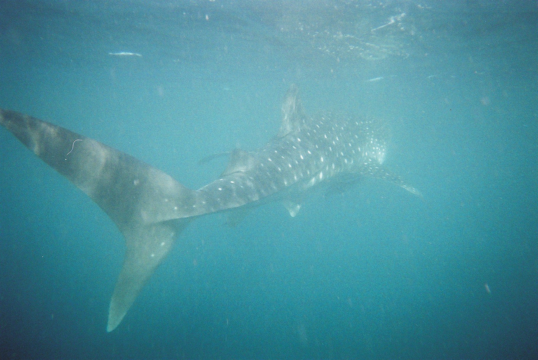 sharky5.jpg