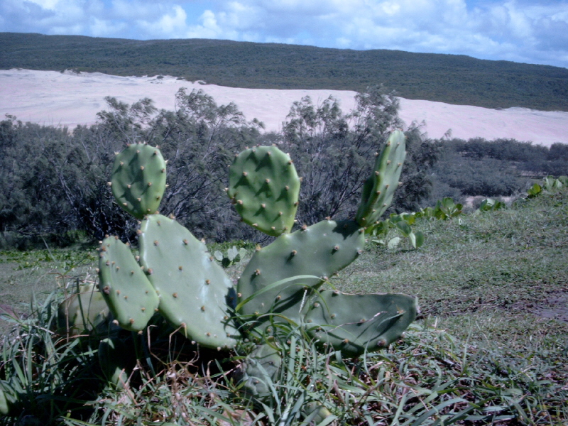 simg0515.jpg